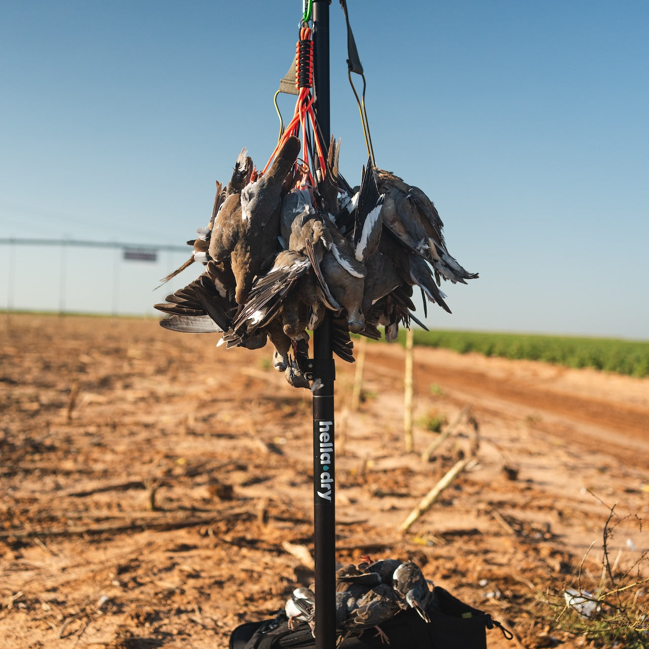 250902_a74short_doveday2-88.jpg