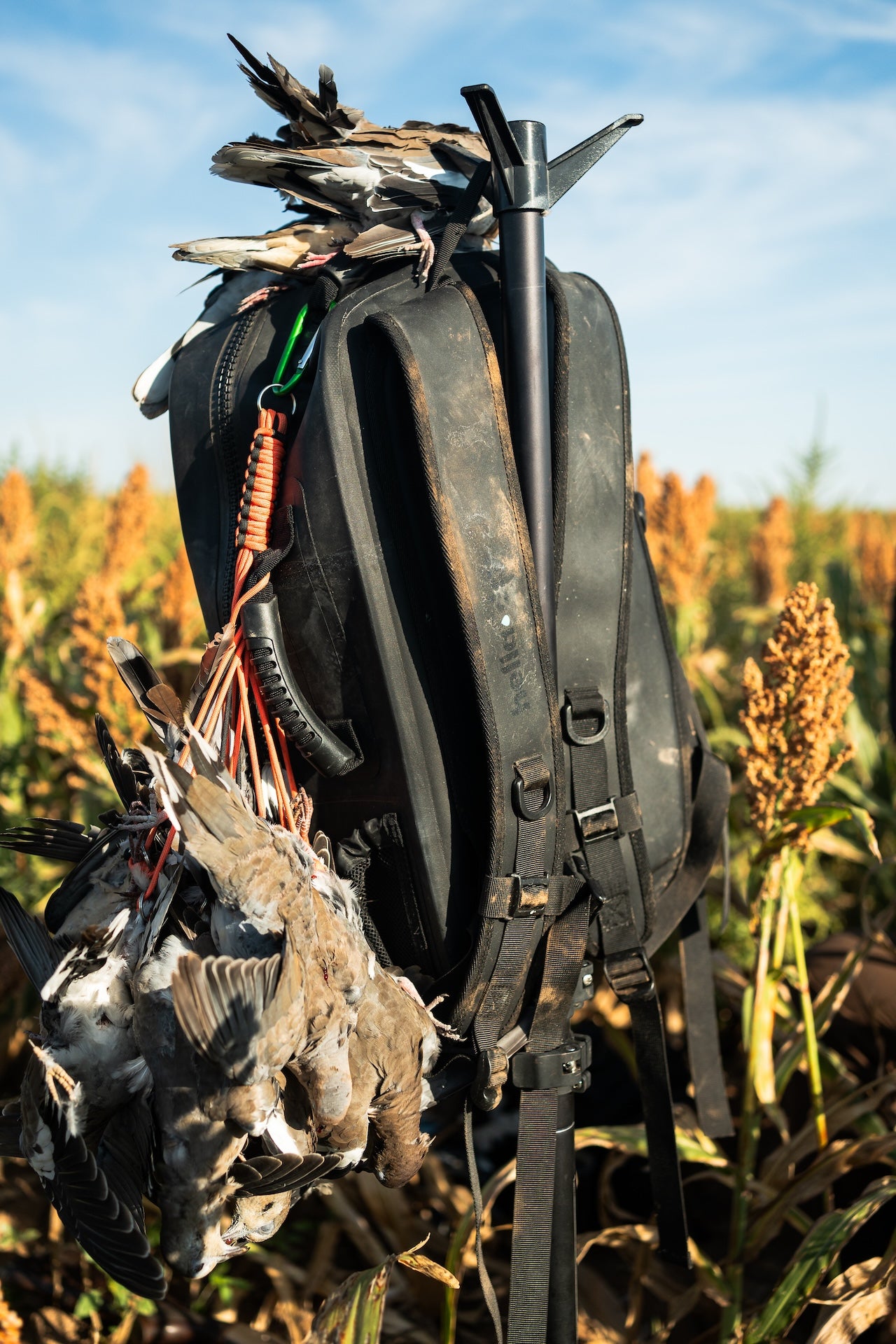 250904_a74short_doveday4-11.jpg